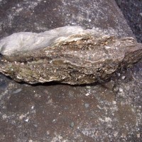 Pacific Oyster